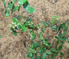 Empogona maputensis