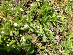 Plagiobothrys collinus