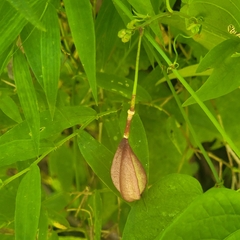Passiflora capsularis, photograph (c) Ericson Cernawsky Igual, some rights reserved (CC BY-SA)