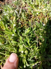 Plagiobothrys collinus