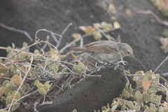 Certhidea fusca