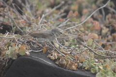 Certhidea fusca