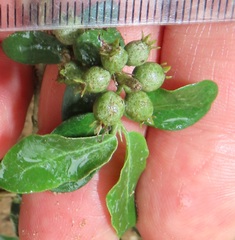Empogona maputensis