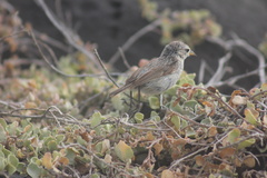 Certhidea fusca