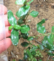 Empogona maputensis
