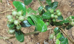 Empogona maputensis