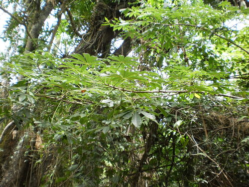 Wild Papaya (Jacaratia spinosa)