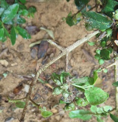 Empogona maputensis