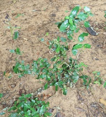 Empogona maputensis