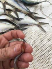 Needletail Conger photo 4