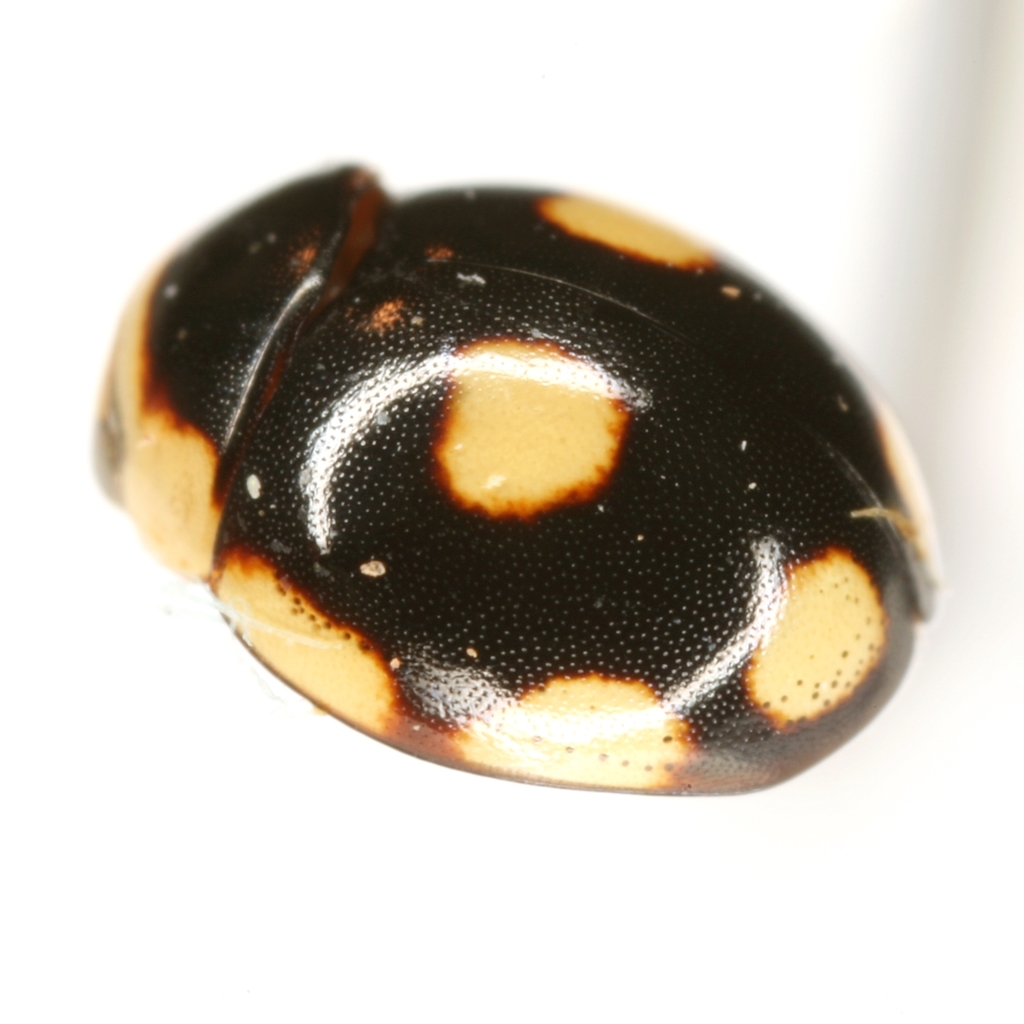 Hyperaspis octonotata