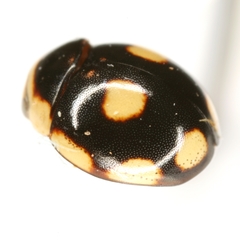 Hyperaspis octonotata