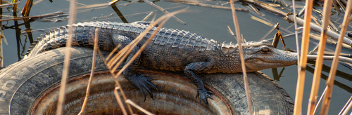 American Alligator photographed in Alabama