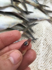 Needletail Conger photo 2