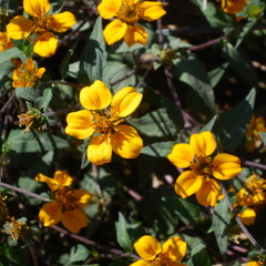 Sclerocarpus divaricatus