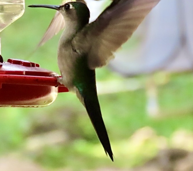 Wedge-tailed Sabrewing (Pampa curvipennis), photo 7