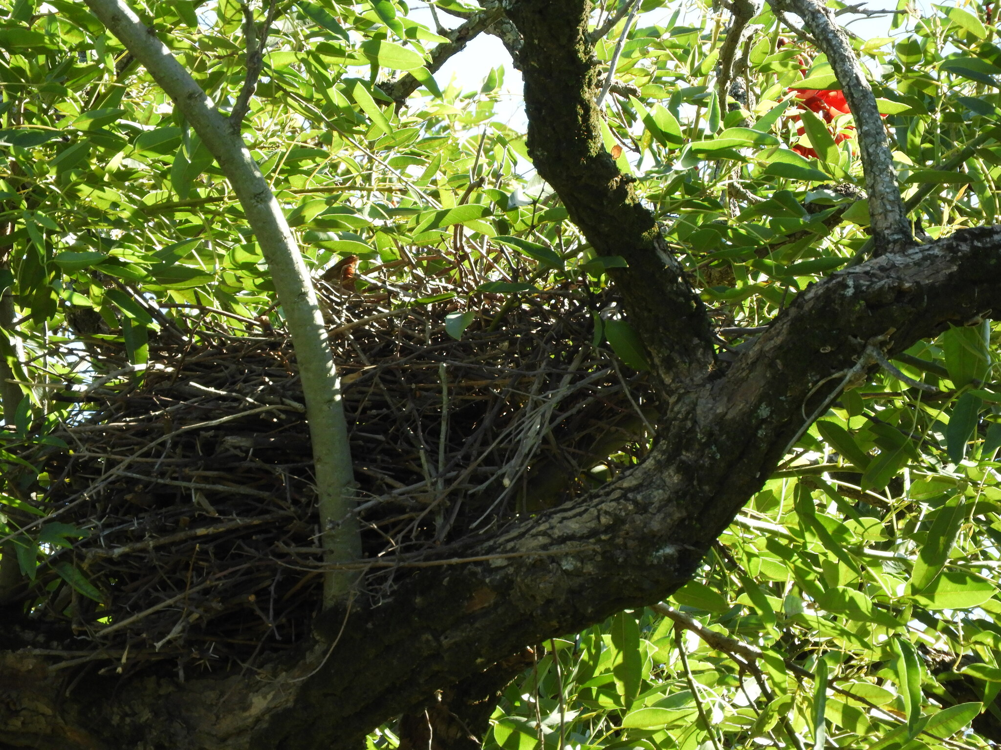 Brown Cacholote (Pseudoseisura lophotes), photo 8
