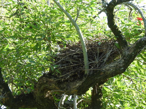 Brown Cacholote (Pseudoseisura lophotes), photo 9