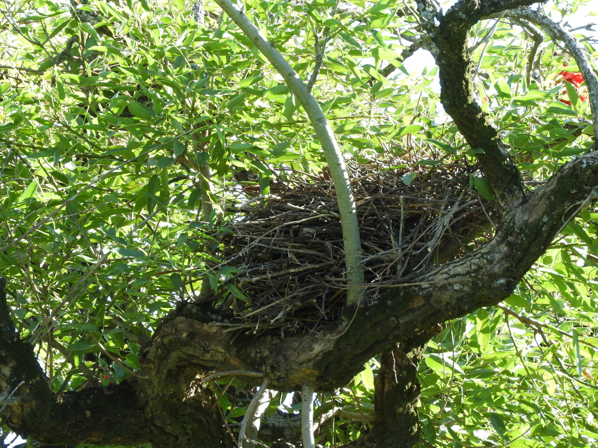 Brown Cacholote (Pseudoseisura lophotes), photo 9