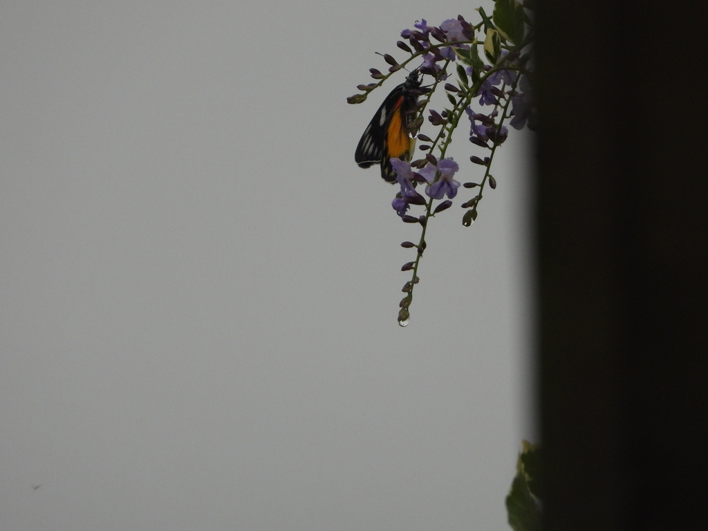 Delias zebuda (Delias zebuda)