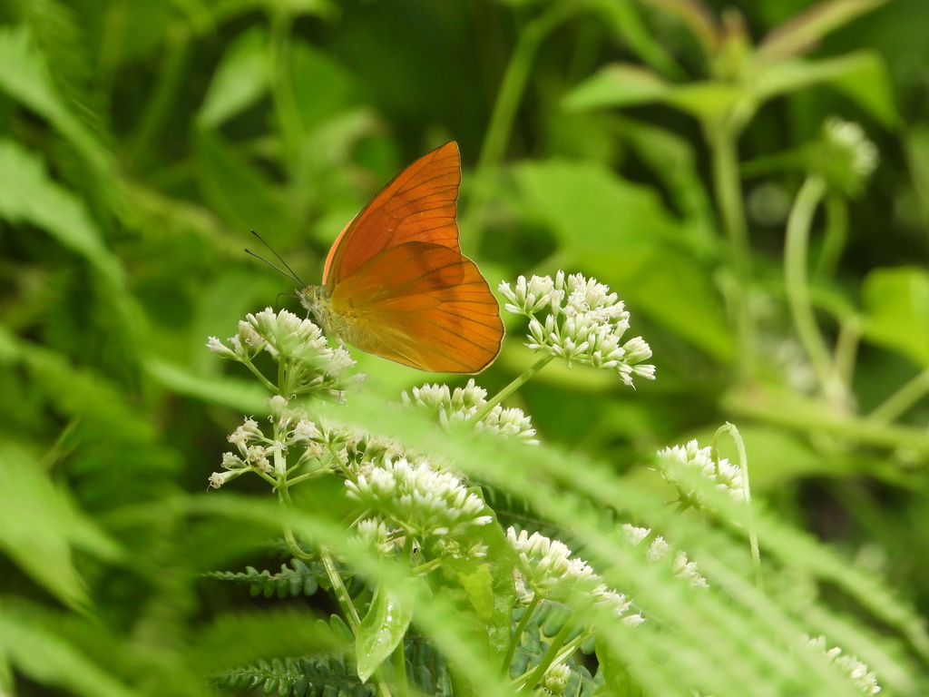 Appias zarinda (Appias zarinda)