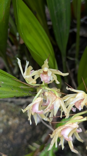 Xylobium bractescens