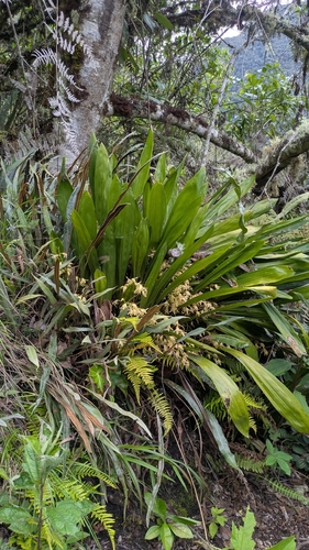 Xylobium bractescens, photograph 2