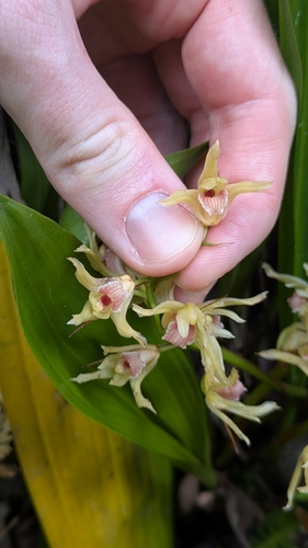 Xylobium bractescens, photograph 3