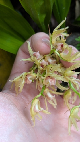 Xylobium bractescens, photograph 5