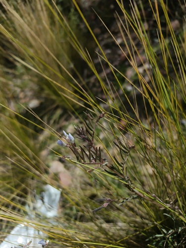 Andean vetch (Vicia andicola)
