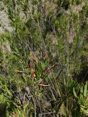 Mutisia orbignyana, photograph author not stated, no rights reserved