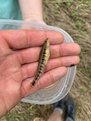 Percina nigrofasciata