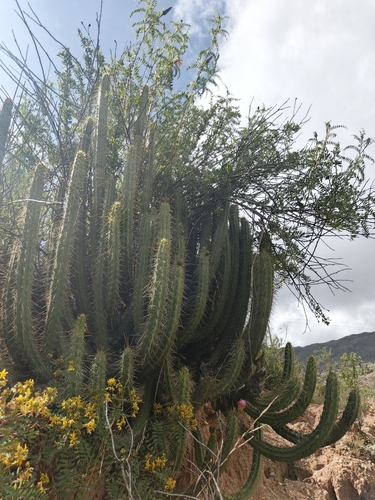 Corryocactus melanotrichus, photograph 5