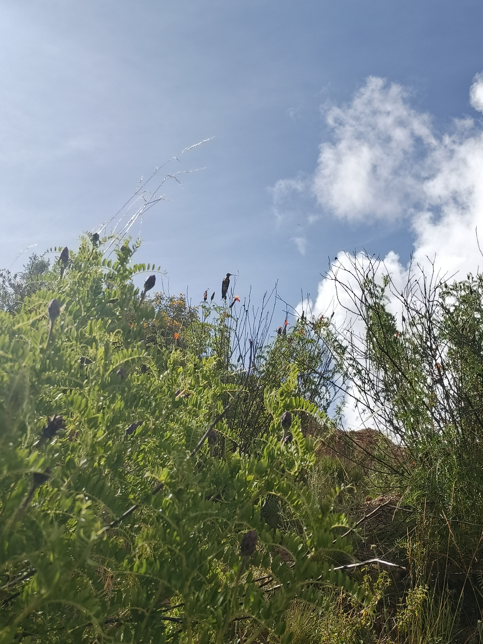 Giant Hummingbird (Patagona gigas), photo 2