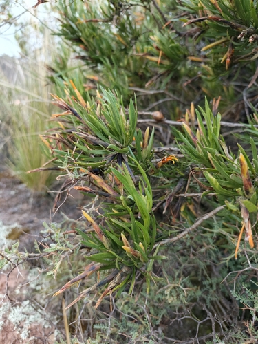 Mutisia orbignyana, photograph 4