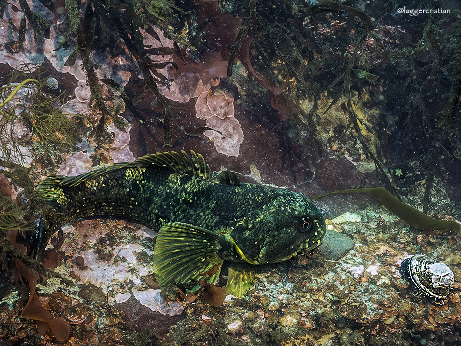 Yellowbelly Rockcod