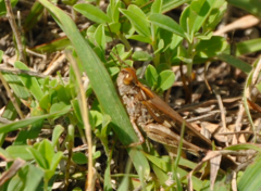 Aiolopus thalassinus rodericensis