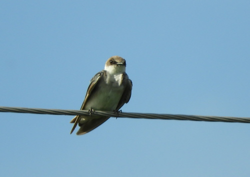 White-rumped Swallow (Tachycineta leucorrhoa)