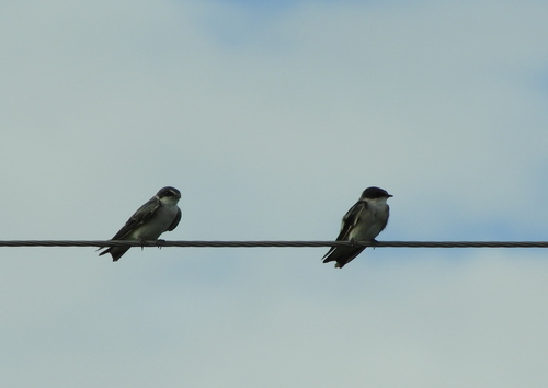 White-rumped Swallow (Tachycineta leucorrhoa), photo 2