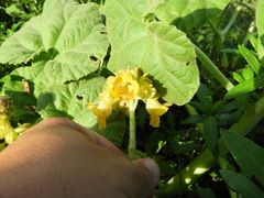Ibicella lutea, photograph (c) Pablo H Capovilla, some rights reserved (CC BY)