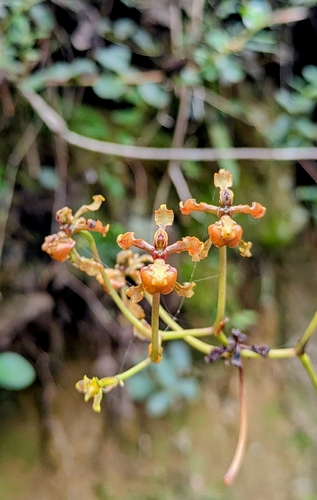 Golden Dancer Orchid (Cyrtochilum cimiciferum)