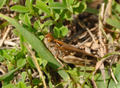 Aiolopus thalassinus rodericensis