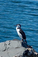 Phalacrocorax fuscescens