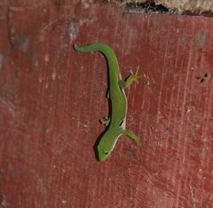Phelsuma quadriocellata
