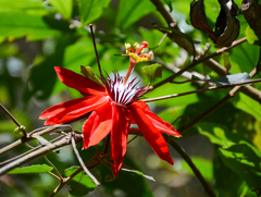 Coccinea