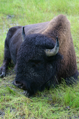 Bison
