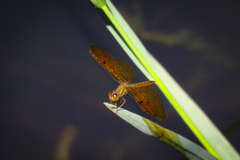 Perithemis icteroptera