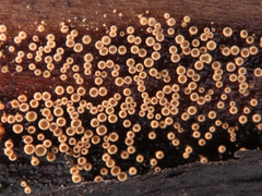 Merismodes connivens