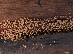 Merismodes connivens