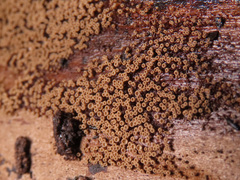 Merismodes connivens